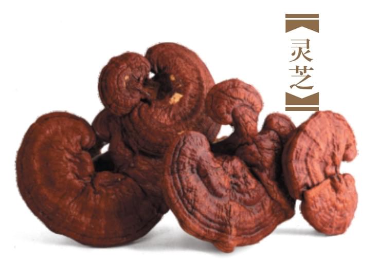 灵芝